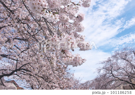 満開の桜・ソメイヨシノ・千本桜 満開の桜・ソメイヨシノ・千本桜 101186258