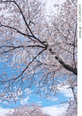 青空に映える満開の桜・ソメイヨシノ・千本桜 青空に映える満開の桜・ソメイヨシノ・千本桜 101186347