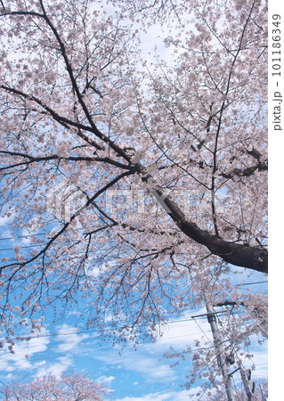青空に映える満開の桜・ソメイヨシノ・千本桜 青空に映える満開の桜・ソメイヨシノ・千本桜 101186349