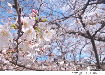 青空に映える満開の桜・ソメイヨシノ・千本桜 青空に映える満開の桜・ソメイヨシノ・千本桜 101186350