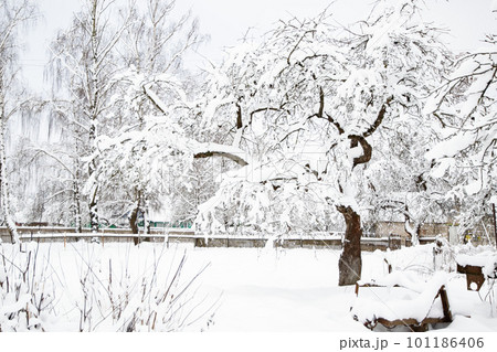 winter, all the trees in the vicinity of the village are covered with snow 101186406