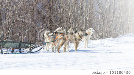 young siberian husky look ahead, harnessed to a sled 101186430