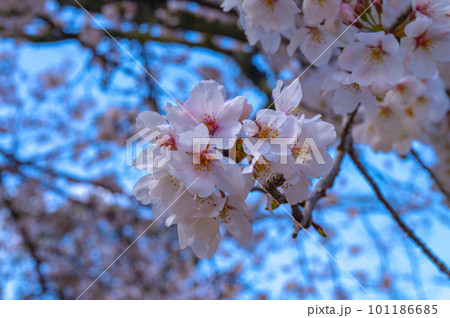 【京都風景】醍醐寺　豊臣の栄華を極めた花見桜 101186685