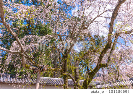 【京都風景】醍醐寺 豊臣の栄華を極めた花見桜 【京都風景】醍醐寺 豊臣の栄華を極めた花見桜 101186692