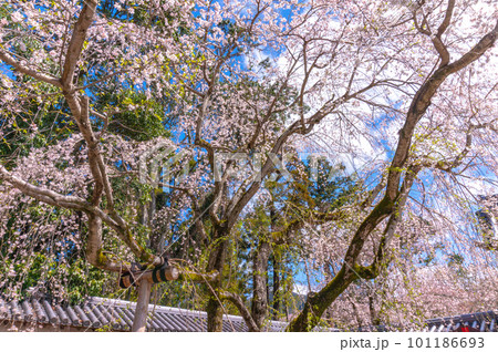 【京都風景】醍醐寺 豊臣の栄華を極めた花見桜 【京都風景】醍醐寺 豊臣の栄華を極めた花見桜 101186693