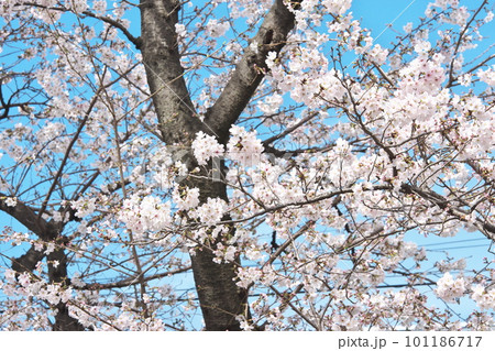 青空に映える満開の桜・ソメイヨシノ・千本桜 青空に映える満開の桜・ソメイヨシノ・千本桜 101186717