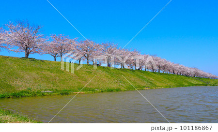 さくら満開 おの桜つづみ回廊 101186867