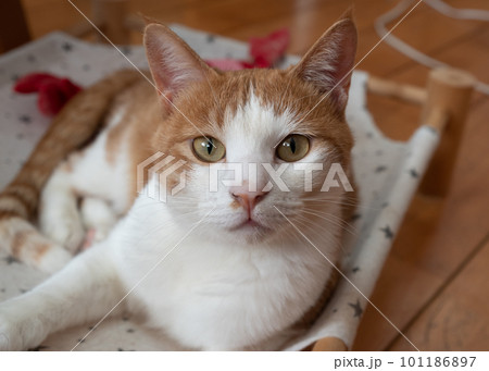 見つめる猫 茶トラ白 見つめる猫 茶トラ白 101186897