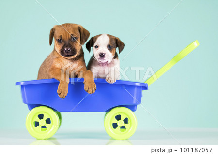 Beautiful little puppies in a toy wagon Beautiful little puppies in a toy wagon 101187057