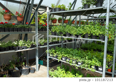 Plant 101187213