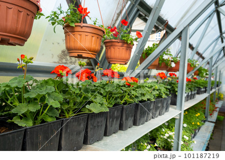 Plant 101187219