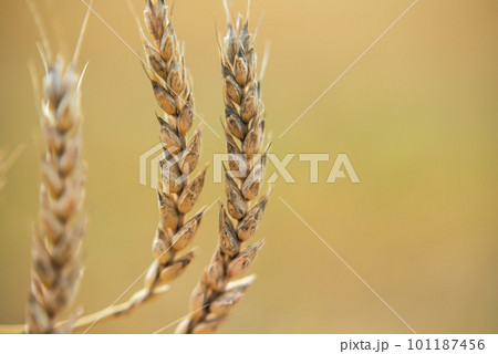 yellow ears of corn close-up on the background of the field 101187456