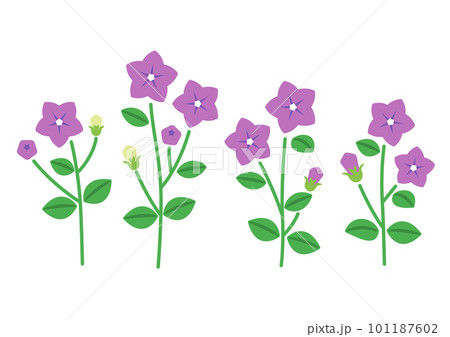 キキョウの花 キキョウの花 101187602