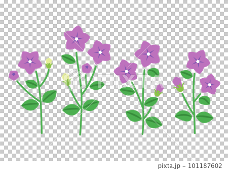 キキョウの花 キキョウの花 101187602