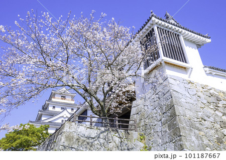 桜が見ごろの美しい唐津城(佐賀県唐津市) 桜が見ごろの美しい唐津城(佐賀県唐津市) 101187667