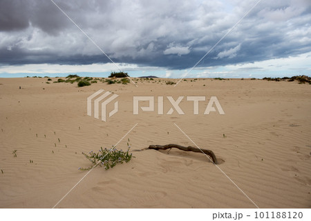 Sand dunes and cloudy sky, Fuerteventura, Spain Sand dunes and cloudy sky, Fuerteventura, Spain 101188120