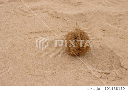 Tubleweeds on the desert, Spain 101188130