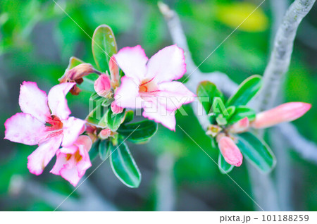 APOCYACEAE,Adenium obesum or Desert rose or Mock Azalea or Pinkbignonia or Impala lily APOCYACEAE,Adenium obesum or Desert rose or Mock Azalea or Pinkbignonia or Impala lily 101188259