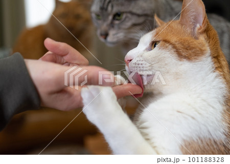 人の指を舐める猫　茶トラ白 101188328