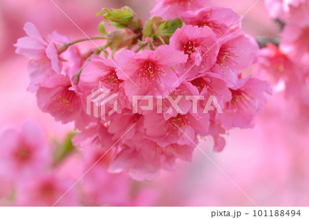 春を彩る美しいピンクの桜の花 101188494
