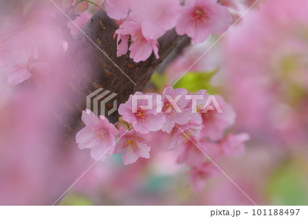 春を彩る美しいピンクの桜の花 101188497