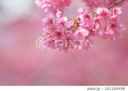 春を彩る美しいピンクの桜の花 101188498