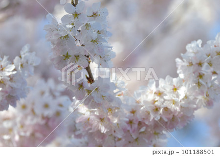 春を彩る美しいピンクの桜の花 101188501