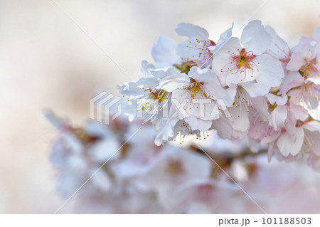 春を彩る美しいピンクの桜の花 春を彩る美しいピンクの桜の花 101188503
