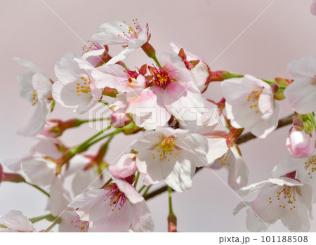 春を彩る美しいピンクの桜の花 春を彩る美しいピンクの桜の花 101188508