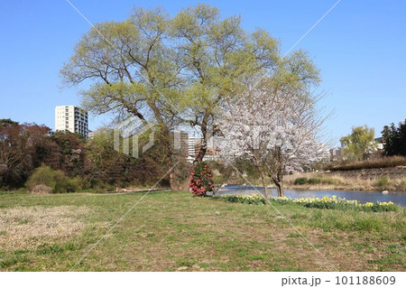 広瀬川河川敷の春の風景 広瀬川河川敷の春の風景 101188609