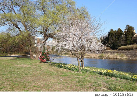 広瀬川河川敷の春の風景 広瀬川河川敷の春の風景 101188612