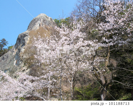 桜咲く佐貫観音公園 101188713