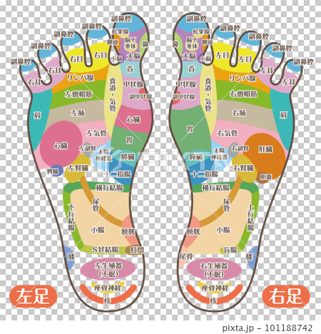 Reflex zone on the sole of the foot Foot pot illustration_A (color with letters) 101188742