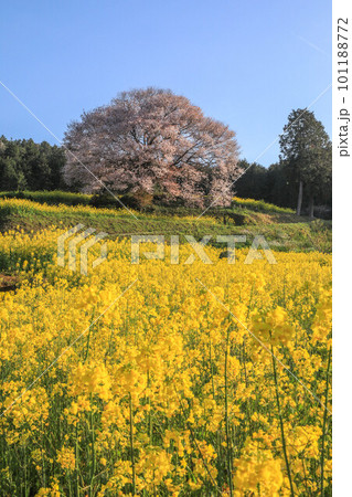 馬場の山桜 101188772