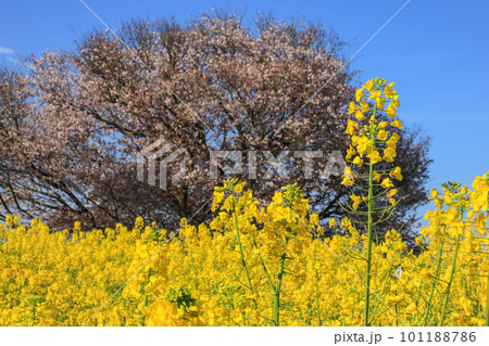 馬場の山桜 馬場の山桜 101188786
