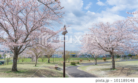 春の公園に咲く桜の花｜【千葉県】ちはら台公園とショッピングモール 101189148