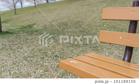 散っていく桜の花びらと公園のベンチ 101189150