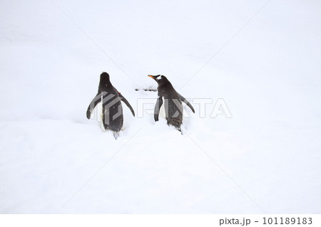 雪の中を歩く動物園のペンギン 雪の中を歩く動物園のペンギン 101189183