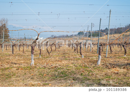 誘引されたワイン用ブドウ畑【北安曇郡池田町】 誘引されたワイン用ブドウ畑【北安曇郡池田町】 101189386