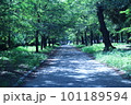 緑に囲まれた道 101189594