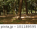冬の公園の落ち葉 101189595