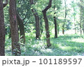 緑のある森 101189597