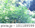 森の中を歩く少女 101189599