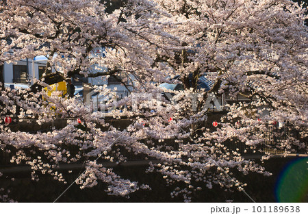有馬温泉と桜 101189638
