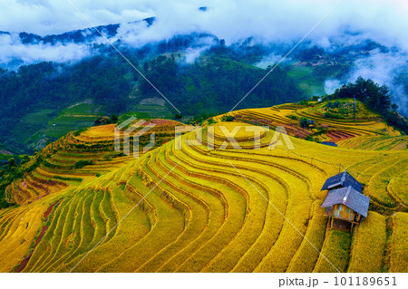 Beautiful Rice terraces at Mam xoi viewpoint in Mu cang chai, Vietnam. 101189651