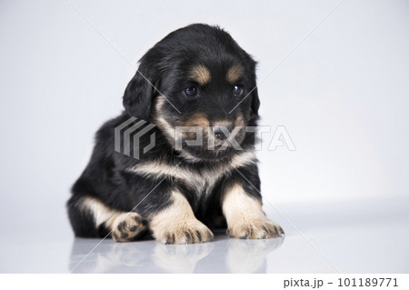 Pet, dog puppy animals concept 101189771