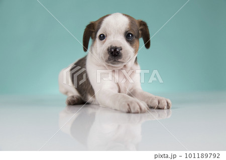 Cute puppy dog, animals concept Cute puppy dog, animals concept 101189792
