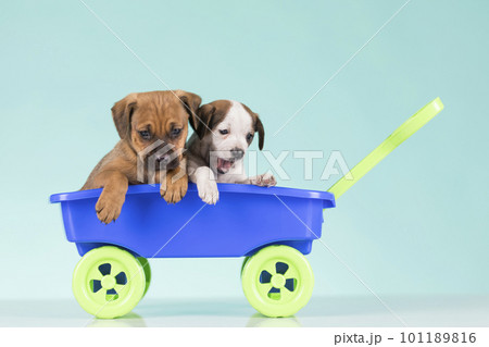 Cute doggies in a toy wagon Cute doggies in a toy wagon 101189816