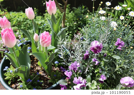 チューリップとパンジー の寄せ植え花壇 101190055