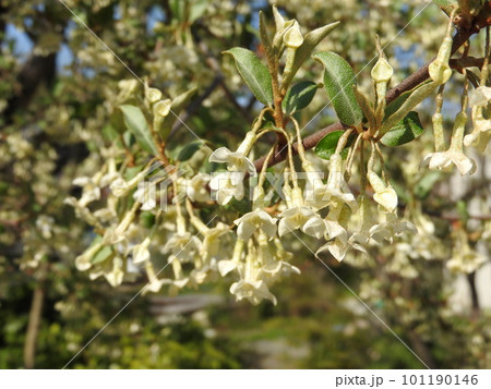 グミの花 101190146